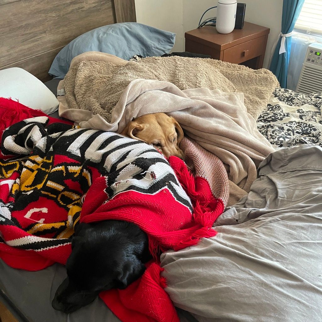 Black labrador and yellow labrador dogs sleeping on bed with blankets over them